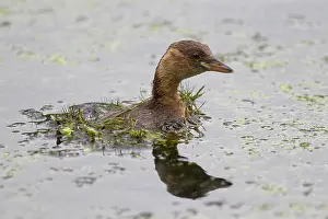 Tachybaptus: Little Grebe