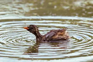 Tachybaptus: Little Grebe