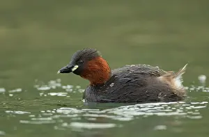 Canal: Little Grebe - adult