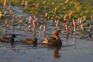 Tachybaptus: Little Grebe - adult bird with chicks - Germany