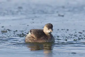 Tachybaptus: Little Grebe - adult bird in non-breeding plumage