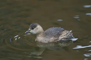 Tachybaptus: Little Grebe - adult bird in winter plumage - Germany
