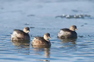 Tachybaptus: Little Grebe - three adult birds in non-breeding