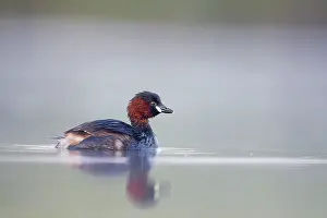 Tachybaptus: Little Grebe - Adult in breeding plumage - on misty pond