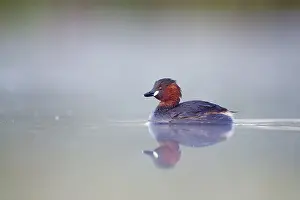 Tachybaptus: Little Grebe - Adult in breeding plumage - on misty pond