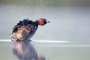 Shake: Little Grebe - Adult in breeding plumage, performing