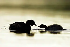 Tachybaptus: Little Grebe - Adult feeding its chick
