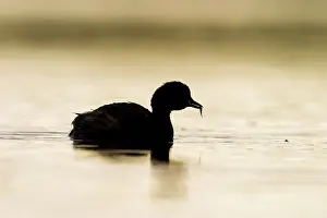 Tachybaptus: Little Grebe - Adult Silhouette