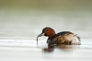 Tachybaptus: Little Grebe - Adult with stickleback held in its bill