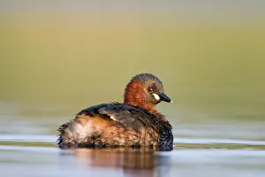 Tachybaptus: Little Grebe - Adult in summer plumage