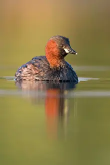 Tachybaptus: Little Grebe - Adult in summer plumage