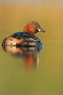 Tachybaptus: Little Grebe - Adult in summer plumage