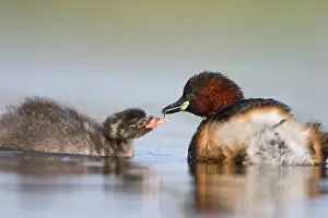 Tachybaptus: Little Grebe - Adult in summer plumage feeding