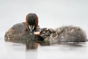 Tachybaptus: Little Grebe - Adult in summer plumage feeding its chick