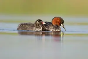 Tachybaptus: Little Grebe - Adult in summer plumage with larvae