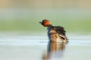 Tachybaptus: Little Grebe - Adult in summer plumage shaking off water