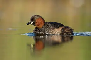Tachybaptus: Little Grebe - Adult in summer plumage swimming
