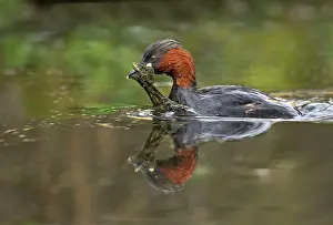Tachybaptus: Little Grebe - carrying vegetation for nest material