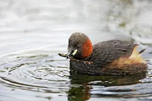 Tachybaptus: Little Grebe - catching caddis fly larvae