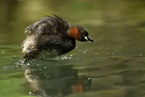 Canal: Little Grebe - characteristically shaking excess