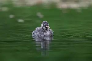 Swim: Little Grebe - Chick - UK