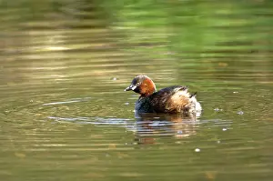 Cromford: Little Grebe - Cromford Canal