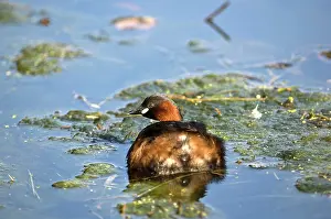 Cromford: Little Grebe - Cromford Canal