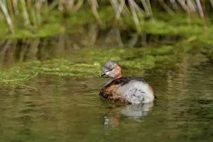 Dabchick: Little Grebe / Dabchick