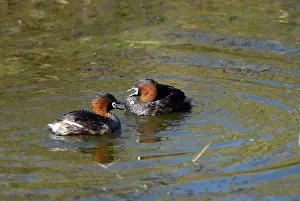 Dabchick: Little Grebe / Dabchick courting pair