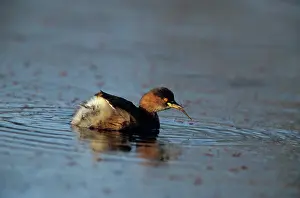 Dabchick: Little Grebe (dabchick) - Feeding on mosquito