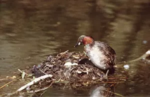 Chris Knights: LITTLE GREBE / DABCHICK - at nest with eggs