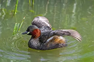 Early: Little grebe, dabchick (Tachybaptus ruficollis)