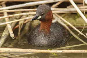 030517: Little grebe on marsh Castilla La Mancha Spain