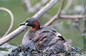 Tachybaptus: Little Grebe - on nest with chick