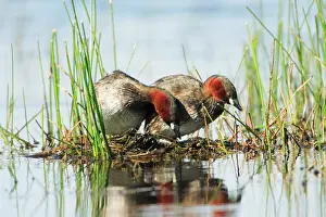 Ruficollis: Little Grebe - pair on nesting platform