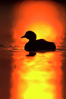 Tachybaptus: Little Grebe - Silhouette at sunrise