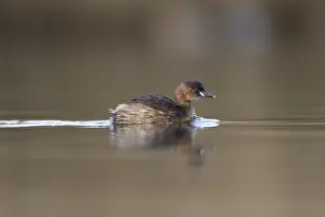 Tachybaptus: Little Grebe - Spring Plumage - Cornwall - UK