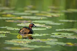 Tachybaptus: Little Grebe - Swimming on pond among water lilies