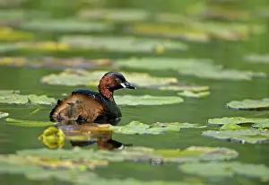 Tachybaptus: Little Grebe - Swimming on pond among water lilies