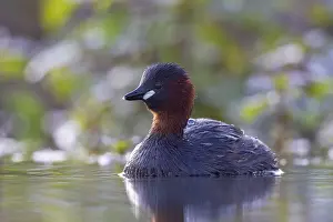 Dabchick: Little Grebe (Tachybaptus ruficollis)