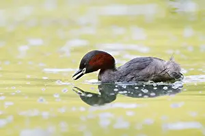Float: Little grebe (Tachybaptus ruficollis)