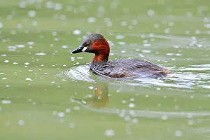 Float: Little grebe (Tachybaptus ruficollis)