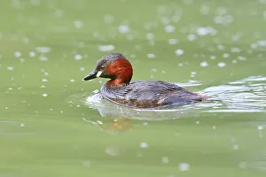 Float: Little grebe (Tachybaptus ruficollis)
