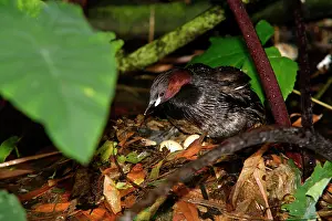 Tachybaptus: Little Grebe (Tachybaptus ruficollis), nest and