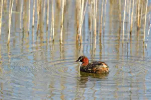 Tachybaptus: Little Grebe (Tachybaptus ruficollis) swimming