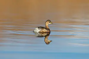 Ripples: Little Grebe - UK