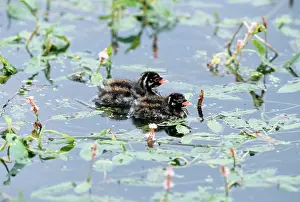 Tachybaptus: Little Grebe - x2 chicks on water