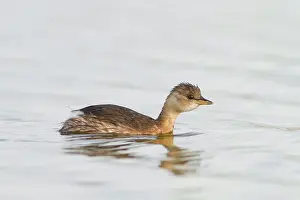 Tachybaptus: Little Grebe - young swimming on marsh