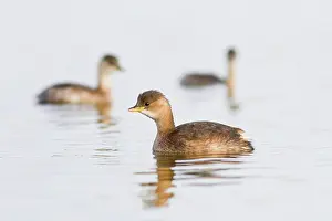 Tachybaptus: Little Grebe - young swimming on marsh