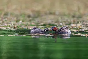 Parent: Little Grebe - with Young - UK